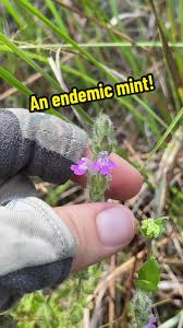 Image result for Priva flabelliformis