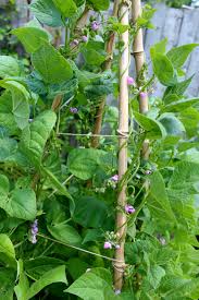 Mulchduring early growth to keep weeds down. May 2012 Wild Gourd Farm
