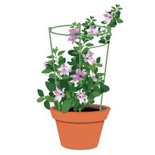 However, be aware they will grow in a round bush shape and take up more space than a narrower plant. Ecotrellis Mini Trellis Circle 7 87 Inch Dia X 11inch Height X 2mm Dia Garden Trellis Plant Support 5 Sets Amazon Com Au Garden