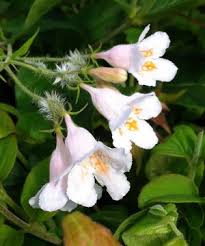 Image result for Kolkwitzia