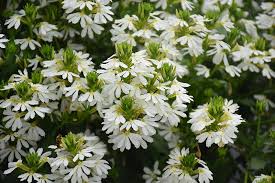 Image result for Scaevola