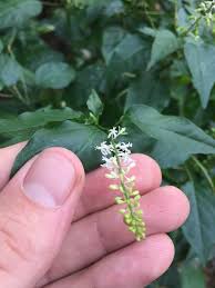 Rivina humilis. coral berry