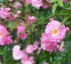 Kecambah biasanya mulai muncul dalam 2 bulan lamanya, itu baru waktu berkecambahnya belum lagi hingga masa berbunganya. Jual Tanaman Pink Climbing Rose Mawar Rambat Pink Bibit Online