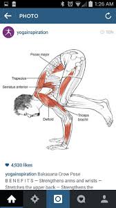 Use this pose to release stress and tension, and remind yourself that you can stand strong, that you starting off with sun salutations (surya namaskar) is always nice, since it moves all of the major joints and. Muscles Used For Crow Pose