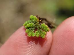 Image result for Azolla filiculoides