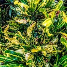 Image result for Codiaeum