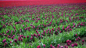 But 3 stars because it's a nice quality product and i should be able to use it for other projects. Picture Tulips Dark Red Fields Flower Many 3840x2160