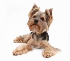 She is okay with adults and. Yorkshire Terrier Hunde Informationen Zu Den Bienenarten Omlet