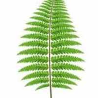 Charles Leonard Ensor (1869–1948)