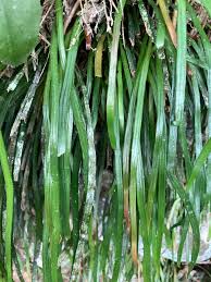 Image result for Vittaria reekmansii