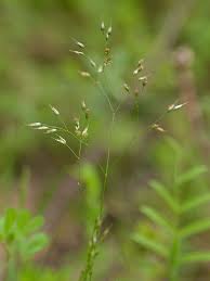 Image result for Danthoniopsis dinteri