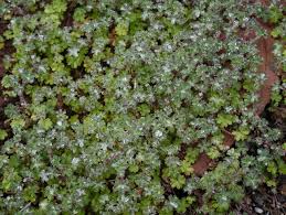 Image result for Alchemilla ellenbeckii