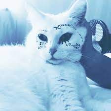 xanarchy cat