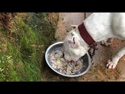 kopeginizin istahi yoksa bunu yapin tabagi yalasin istahi yerine gelsin youtube