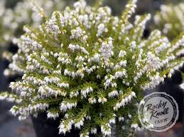 Image result for Erica whyteana