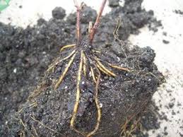 Check spelling or type a new query. Clematis Miss Bateman Dormant Bare Root Compact Early Large Flowered Perennial Caribbeangardenseed