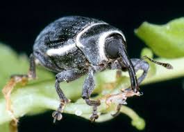 Image result for Sesbania brevipedunculata