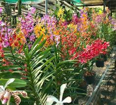 Maybe you would like to learn more about one of these? Warna Warni Orkid Kira Jenis Tahan Kebun Orkid Jelita Facebook