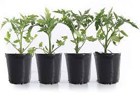 Totally tomatoes is family owned & operated. Where To Buy Tomato Plants Online Popsugar Home