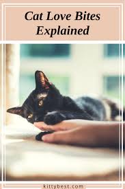 Approximately 400,000 cat bites are reported annually in the u.s. Cat Love Bites Explained 6 Causes How To Stop It Cat Biting Cats Cat Quotes Funny