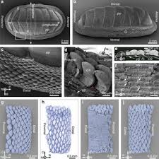 Pest control supplies & equipment pest control supplies & equipment. Pdf Bioinspired Design Of Flexible Armor Based On Chiton Scales