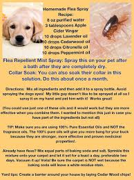 Flea eggs, flea larvae and pupae hiding in your home and in your yard account for the other 95% — which makes it important to vacuum floors, carpets and area rugs. Essential Oils For Animals Dog Flea Remedies Essential Oils Dogs Flea Repellent