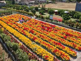 Pantai di kawasan pandeglang kerap menjadi salah satu wisata yang terbilang baru dan cukup populer adalah taman bunga pandeglang. Lokasi Dan Harga Tiket Kebun Bunga Celosia Telaga Nursery