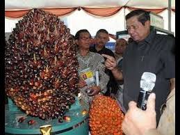 Image result for pupuk sawit nasa