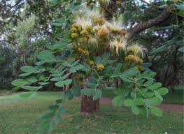 Image result for Albizia forbesii