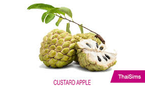 It requires a lower amount of sugar, 565 g per gallon. Thai Fruits Thaisims