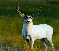 Best dog wallpaper, desktop background for any computer, laptop, tablet and phone. Hd Wallpaper Mule Deer Buck Beautiful Animal Wildlife Animals In The Wild Wallpaper Flare