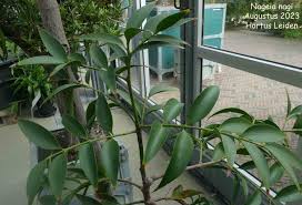 Image result for Nageia nagi