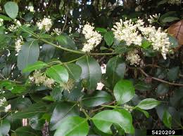 Image result for Psydrax