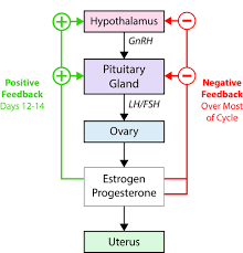 The Menstrual Cycle Advanced Ck 12 Foundation