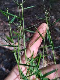 Image result for Rhynchosia torrei