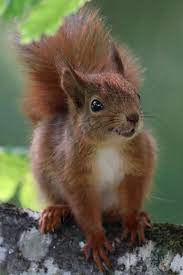 Sweden Naturally Red Squirrel Ekorre Animals Beautiful Cute Squirrel Animals Wild