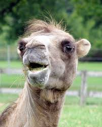 They are herbivores, eating grass, leaves, and. File Bactrian Camel Smiles Arp Jpg Wikimedia Commons