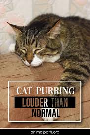 Cat Purring Louder Than Normal In 2020 Cat Purr Cats Why Do Cats Purr