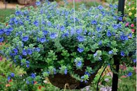 We did not find results for: Blue Daze Evolvulus Evolvulus Glomeratus Blue Daze 1 Gallon Annual Bedding Tropical Plants Flowering Gardener Direct