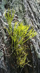 Image result for Psilotum
