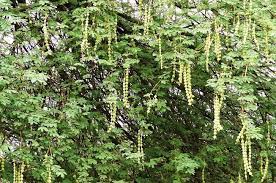 12 Medicinal Benefits Of Acacia Tree Or Babool Tree Acacia Tree Medicinal Plants Tree