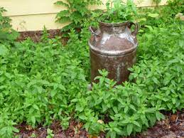It always has a few white spots on the leaves. Meet The Mints Garden Gun