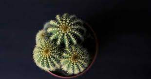 Read 35 reviews from the world's largest community for readers. The Cactus By O Henry A Story About The Irony Of Fate