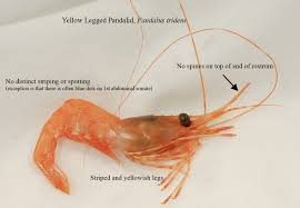In which, japan is the largest shrimp import market with a total export value of 290.2 million usd, up by 4.3% over the same period of last year. Odfw Featured Shellfish Spot Prawn
