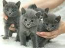 Russian Blues for Sale in Woodbridge, VA | Cats on Oodle ...