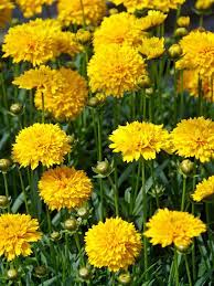 Coreopsis Moonswirl Bluestone Perennials