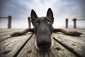 You can transport yourself to moira's wig wall, rose apothecary, the. 99 Funny Zoom Backgrounds Wallpapers Man Of Many