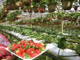 Strawberry farms in cameron highlands are very popular mainly because of its cold weather which is ideal for growing this fruit. Strawberry Farm Picture Of Copthorne Hotel Cameron Highlands Brinchang Tripadvisor