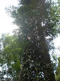 Raja kayu mempunyai pelbagai khasiat, contohnya boleh menghindar diri dari terkena sihir raja kayu asli sarawak merupakan sejenis pokok yang hidup di pendalaman. Raja Kayu Terlaris Postingan Facebook