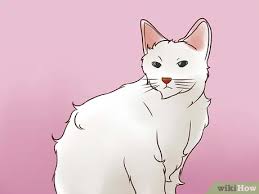 Regarding marking territory, cats have scent glands in their paws. 4 Ways To Treat Lice In Cats Wikihow